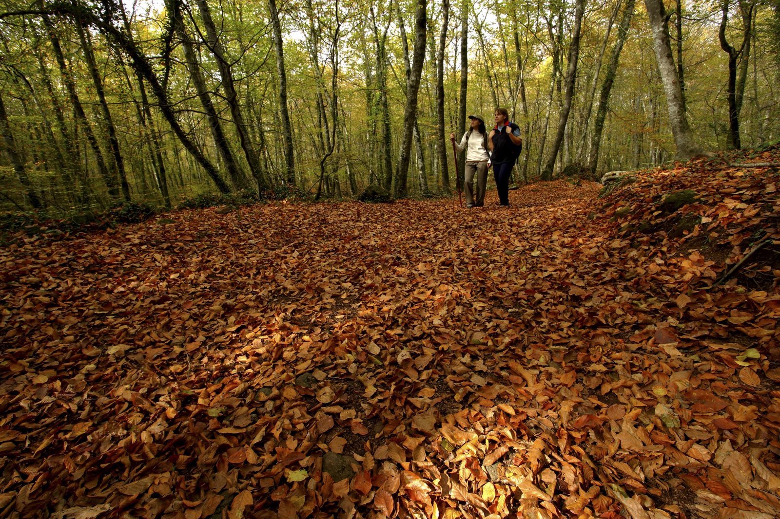 Reserva Natural de la Fageda d'en Jordà - La soleia d'Oix